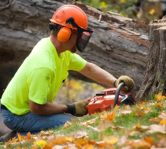 tree services Eastwood